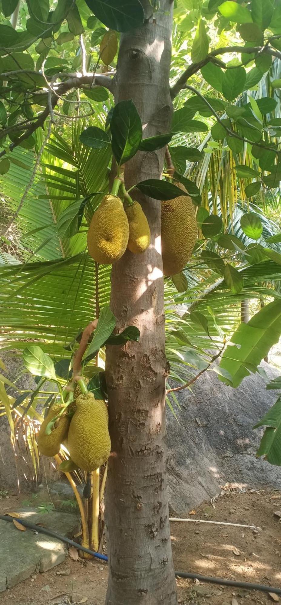Gopi Plantation Homestay هامبي المظهر الخارجي الصورة
